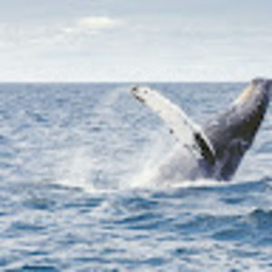 Meet your Posher, Sydney